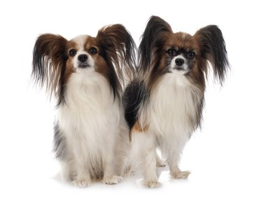 Beyaz arkaplan önünde papillon köpekler