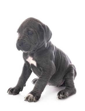 Beyaz arka planda köpek yavrusu İtalyan mastifi.