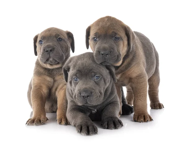 Cachorros Mastín Italiano Frente Fondo Blanco —  Fotos de Stock