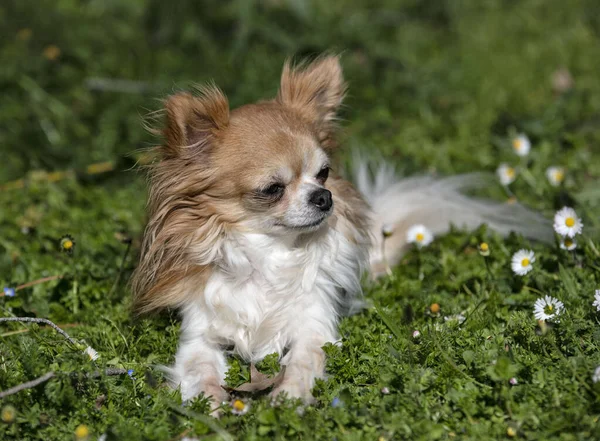 Petit Chihuahua Posé Dans Nature — Photo