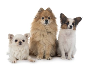 Beyaz arka planda küçük köpekler