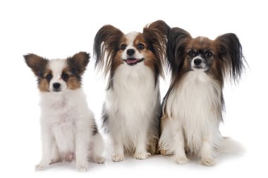 Beyaz arkaplan önünde papillon köpekler