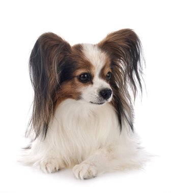 Beyaz arka plan önünde papillon köpek yavrusu