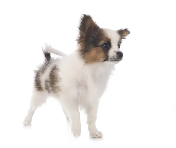 Puppy Papillon Dog Front White Background — Stock Photo, Image