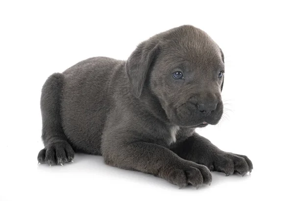 Puppy Italian Mastiff Front White Background — Stock Photo, Image