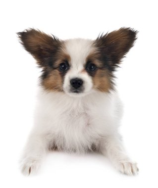 Beyaz arka plan önünde papillon köpek yavrusu