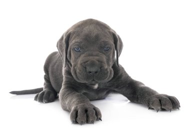 Beyaz arka planda köpek yavrusu İtalyan mastifi.