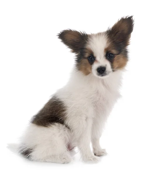 Welpe Papillon Hund Vor Weißem Hintergrund — Stockfoto