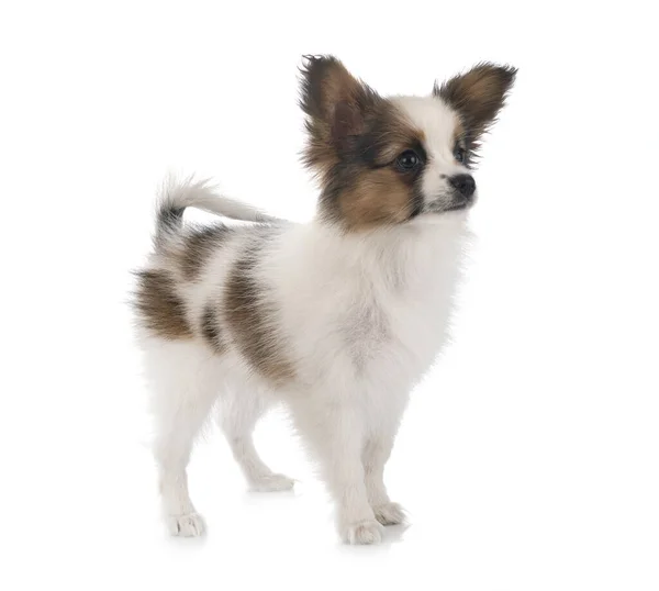 白い背景の前で子犬パピヨン犬 — ストック写真