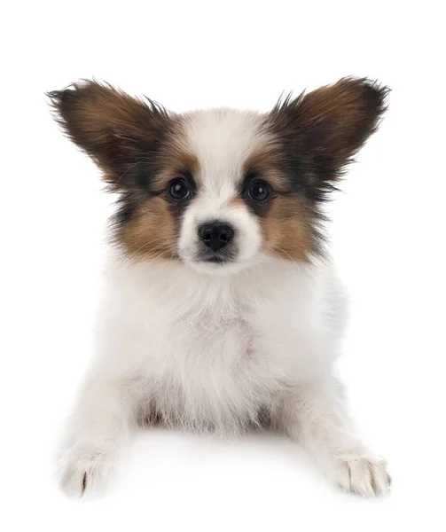 白い背景の前で子犬パピヨン犬 — ストック写真