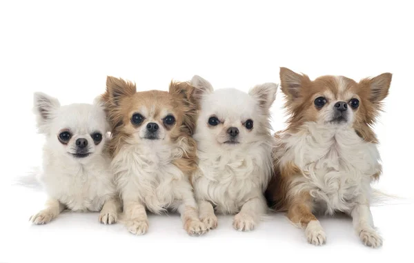 Piccoli Chihuahua Davanti Sfondo Bianco — Foto Stock