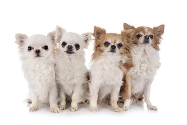 Liten Chihuahuas Framför Vit Bakgrund — Stockfoto