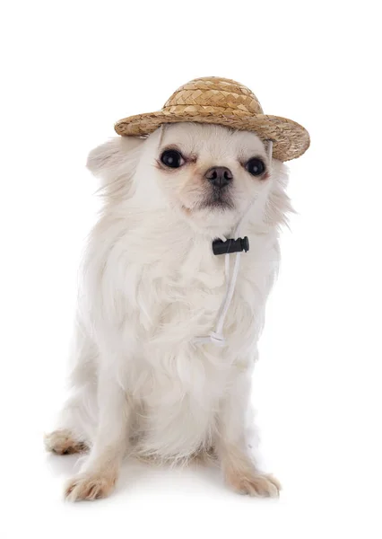 Mały Chihuahua Przed Białym Tle — Zdjęcie stockowe
