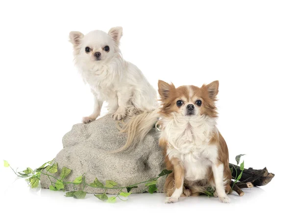 Jong Chihuahuas Voorkant Van Witte Achtergrond — Stockfoto