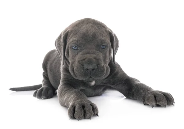 Puppy Italian Mastiff Front White Background — Stock Photo, Image