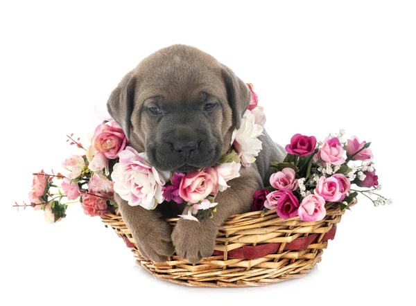 Cachorro Mastín Italiano Frente Fondo Blanco — Foto de Stock