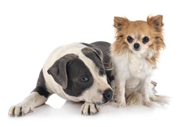 Statfordshire boğa teriyeri ve beyaz arka planda chihuahua.