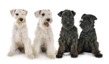 Beyaz arkaplan önünde minyatür schnauzerler