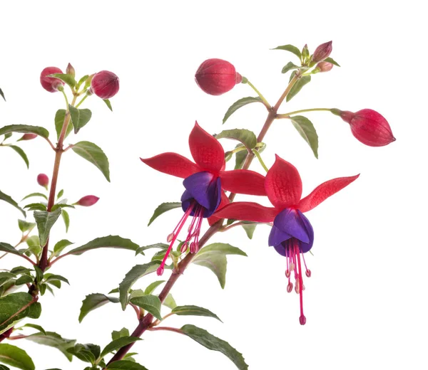 Pink Fuchsia Front White Background — Stock Photo, Image