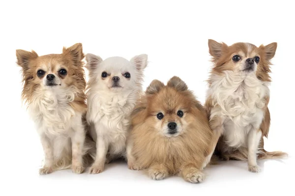 Pequeno Chihuahuas Spitz Frente Fundo Branco — Fotografia de Stock