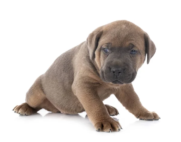 Cucciolo Mastino Italiano Davanti Sfondo Bianco — Foto Stock