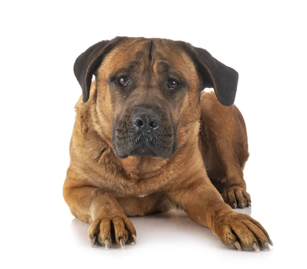 Volwassen Italiaanse Mastiff Voorkant Van Witte Achtergrond — Stockfoto