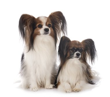 Beyaz arkaplan önünde papillon köpekler