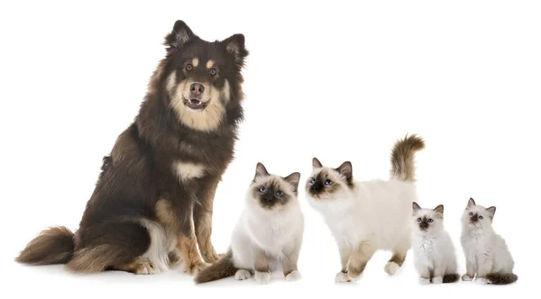 Finn Lapphund Birman Macskák Előtt Fehér Háttér — Stock Fotó