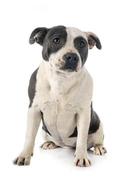 Staffordshire Bull Terrier Front White Background — Stock Photo, Image