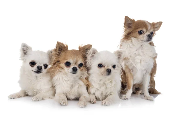 Små Chihuahuaer Foran Hvit Bakgrunn – stockfoto