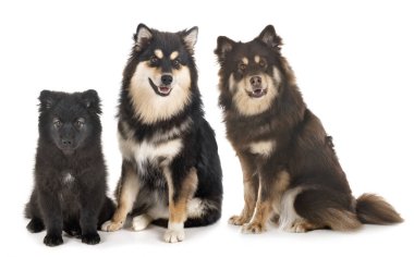 Beyaz arkaplan önünde Fince Lapphunds