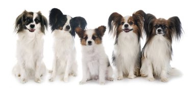 Beyaz arkaplan önünde papillon köpekler