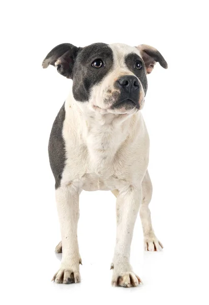 Staffordshire Bull Terrier Voorkant Van Witte Achtergrond — Stockfoto