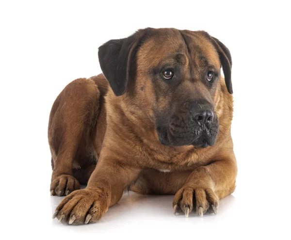 Vuxen Italiensk Mastiff Framför Vit Bakgrund — Stockfoto