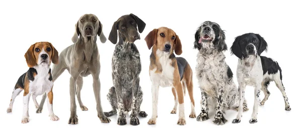 Cães Caça Frente Fundo Branco — Fotografia de Stock