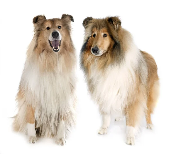 Rauwe Collies Voor Witte Achtergrond — Stockfoto