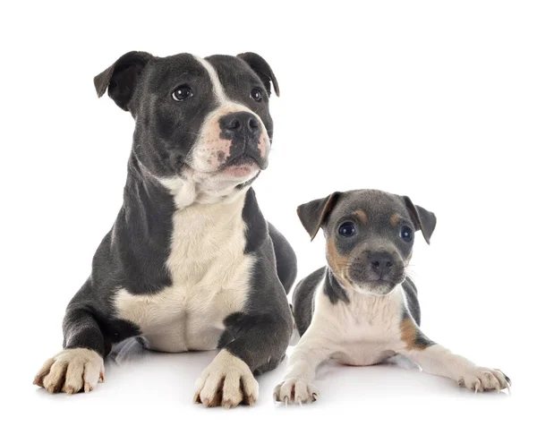 Staffordshire Bull Terrier Braziliaanse Terrier Voorkant Van Witte Achtergrond — Stockfoto