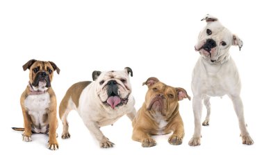 Beyaz arkaplan önünde üç bulldog.