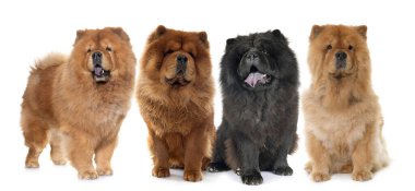 Kahverengi köpek beyaz arkaplan önünde