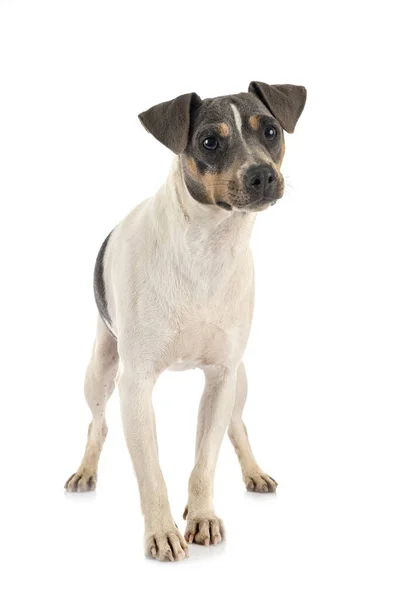 Brazilian Terrier Front White Background — Stock Photo, Image
