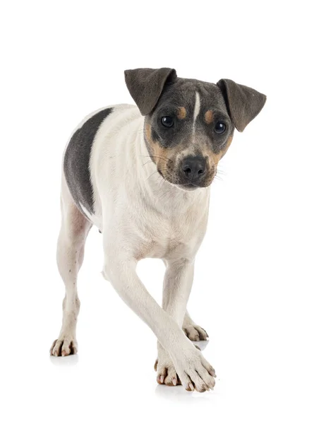 Brazilian Terrier Front White Background — Stock Photo, Image