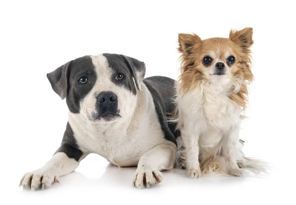 Staffordshire Tjur Terrier Och Chihuahua Framför Vit Bakgrund — Stockfoto