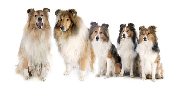 Rauwe Collies Shetland Sheepdogs Voorkant Van Witte Achtergrond — Stockfoto