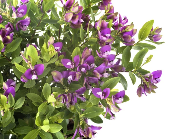 Polygala Myrtifolia Frente Fundo Branco — Fotografia de Stock