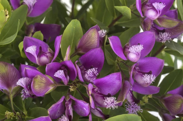 Polygala Myrtifolia Frente Fundo Branco — Fotografia de Stock