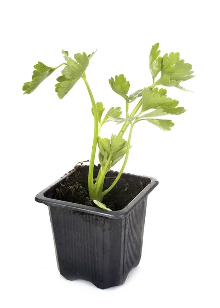 Zeller Növény Előtt Fehér Háttér — Stock Fotó