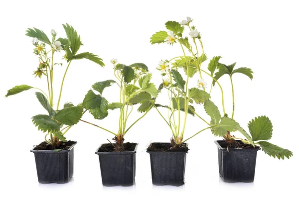 Strawberry Plant Front White Background — Stock Photo, Image