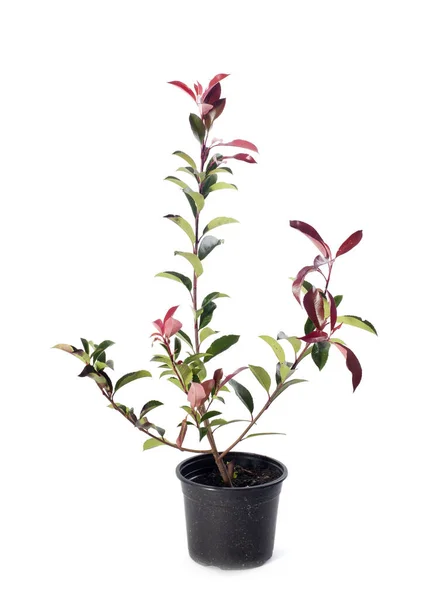 Photinia Red Robin Front White Background — Stock Photo, Image