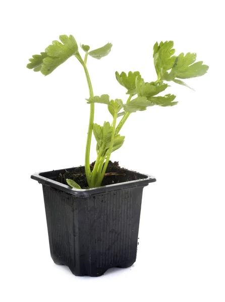 Celery Plant Front White Background — Stock Photo, Image