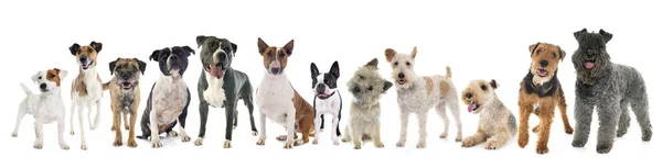 Groep Terrier Voorkant Van Witte Achtergrond — Stockfoto